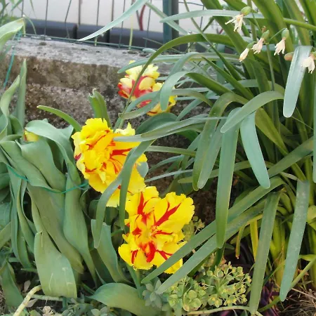 Апартаменты Karmel Viskovo